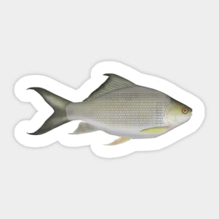 Osteochilus melanopleura Sticker